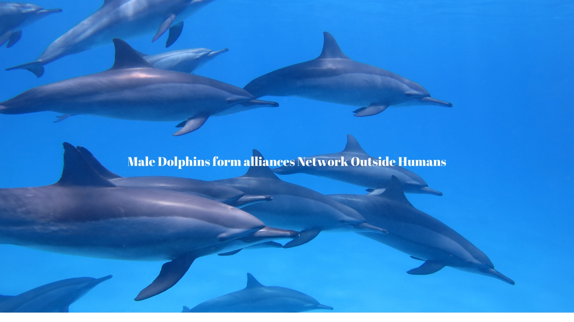 Male-Dolphins-form-alliances-Network-Outside-Humans-poster