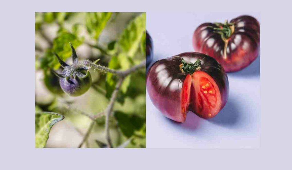 Purple tomato photos