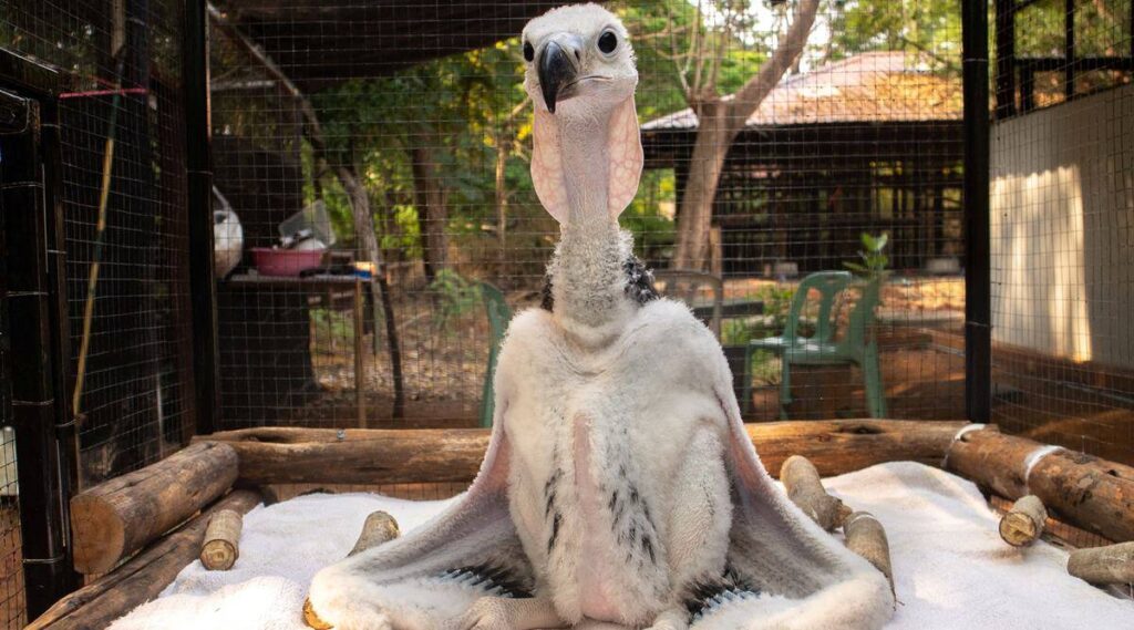 A Thai zoo hopes to let endangered vultures fly again